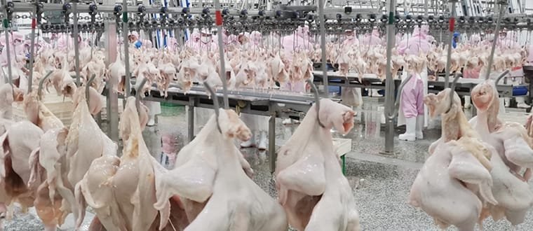 CE certified chicken slaughterhouse