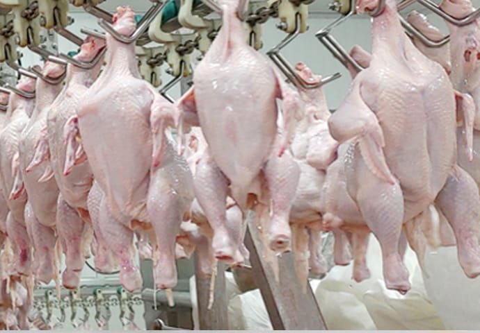 Línea de sacrificio de aves de corral y matadero de pollos