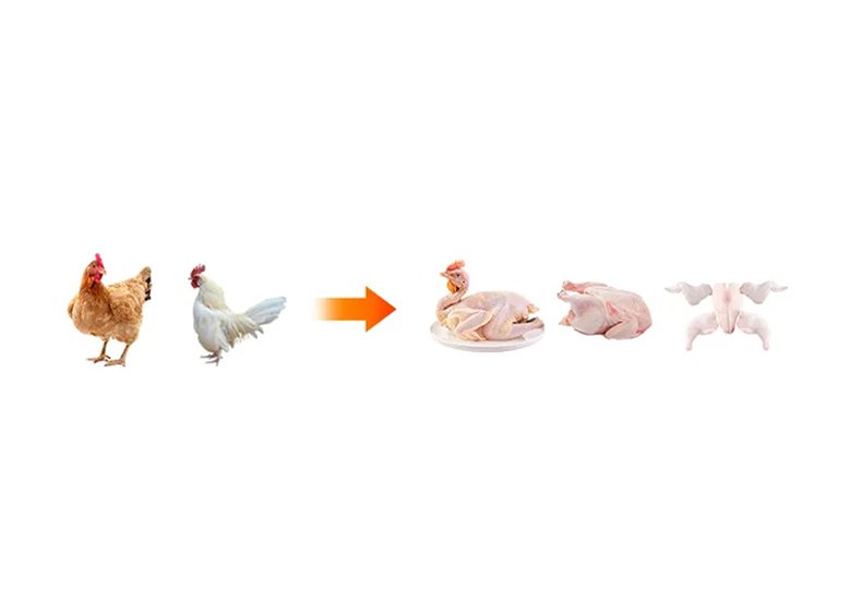 Línea de sacrificio y procesamiento de aves de corral