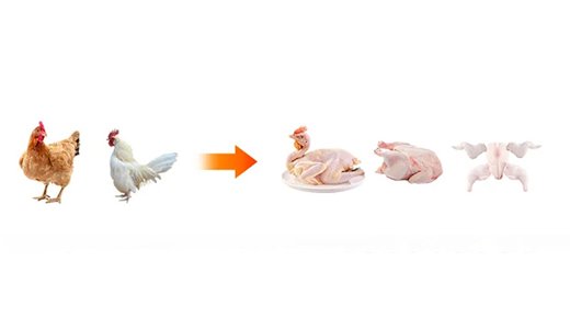 Sacrificio y procesamiento de aves de corral: desde aves vivas hasta productos congelados